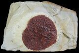 Detailed Fossil Leaf (Davidia) - Montana #92593-1